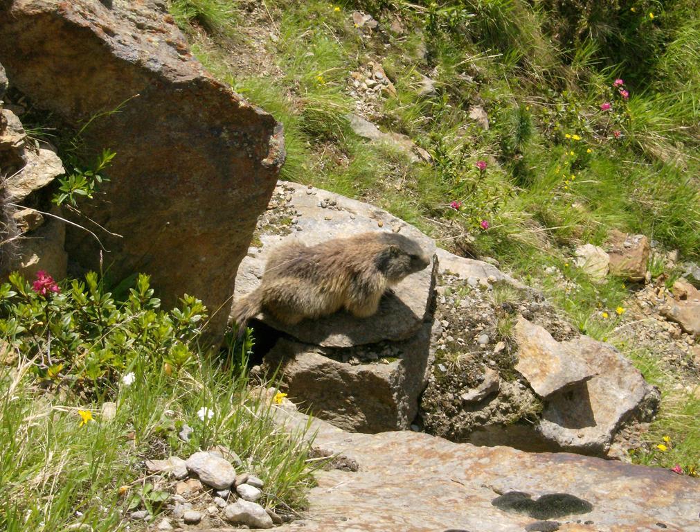Haus Plankensteiner Ξενοδοχείο Kaunertal Εξωτερικό φωτογραφία